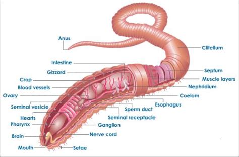 Biology 11 : Earthworm Dissection Questions