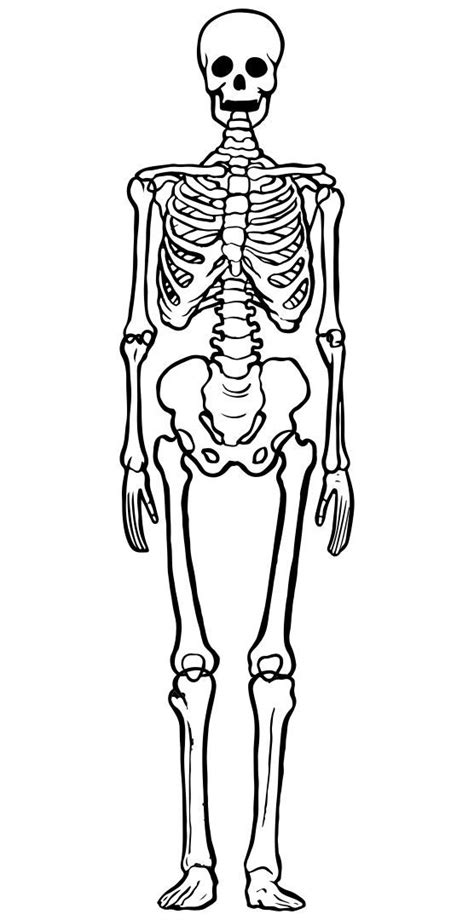 Cut Out Printable Skeleton Bones Template