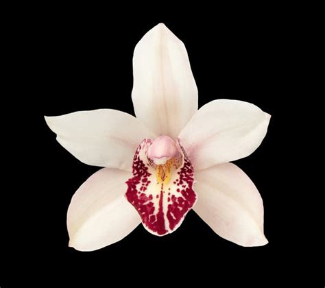 White Cymbidium Orchid, Cymbium Orchids in Bulk | Wholesaleflowers.net