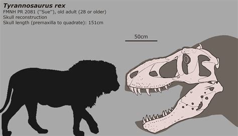 Sue's skull compared to an African Lion : r/DiscoverEarth