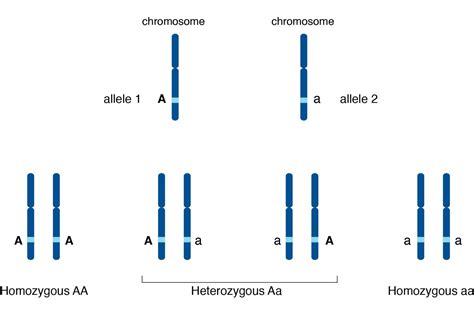 How Do Alleles Determine Traits in Genetics?