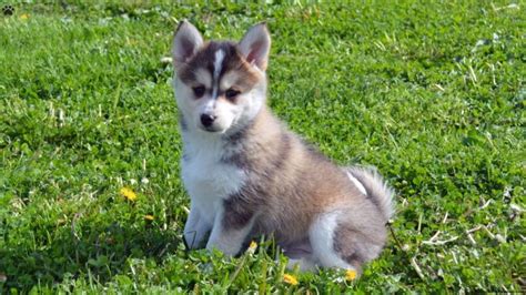 Pomsky Training & Aggression | Chicago Dog Trainer