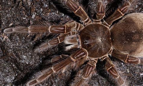 Goliath bird-eating tarantula | Smithsonian's National Zoo and ...