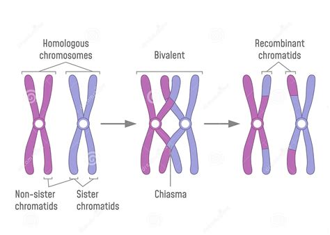 Linkage and Recombination (Part 1): Chromosomal Theory, Linkage ...