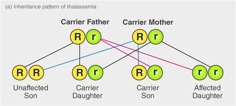 Genetic Disorders: Pedigree Analysis and Mendelian Disorders - Biology ...