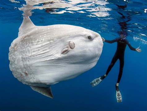 Sunfish 10 Incredible Facts - TechTablePro