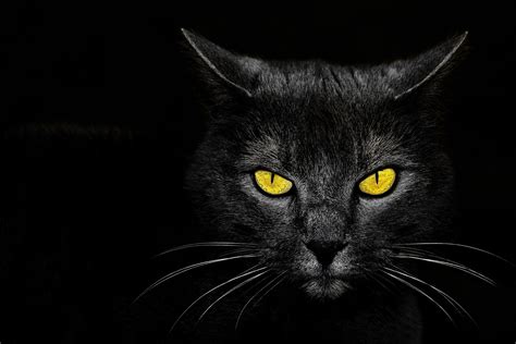 Black Cat Eyes Wallpaper - WallpaperSafari