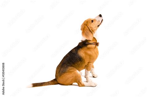 Beagle Dog Sitting, Looking Up, Isolated On White Background, Side View ...