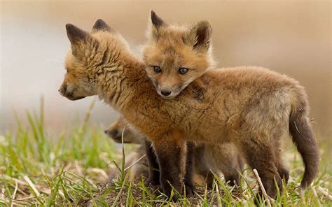 Baby Foxes Wallpaper - WallpaperSafari