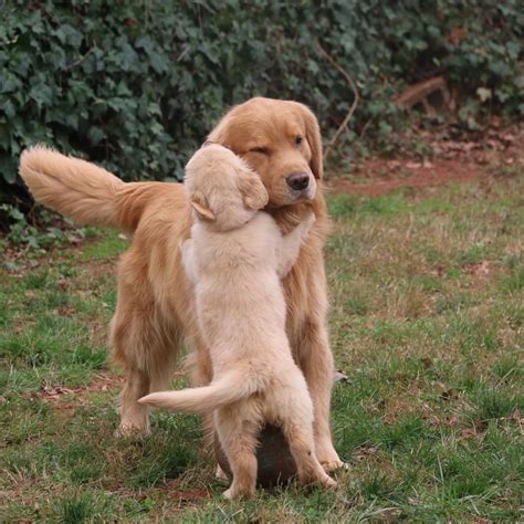 18 Incredible Photos Of Dogs Hugging Their Soulmates That Will Melt ...