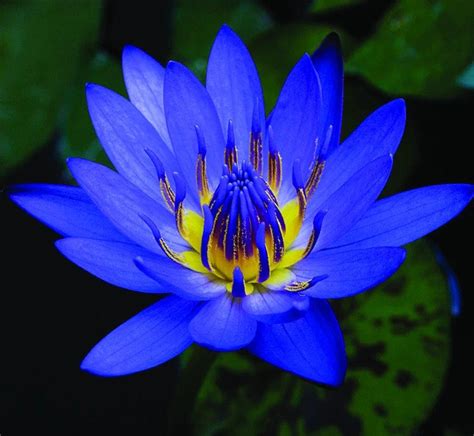 Blue Lotus Absolute (Nymphaea caerulea) – Natural Alchemy