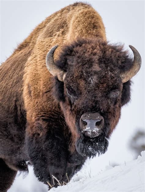 Yellowstone American Bison - T. Kahler Photography