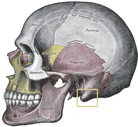 Mastoid process - wikidoc