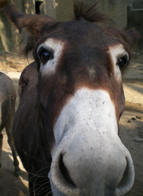 Got a carrot? | Animals, Horses