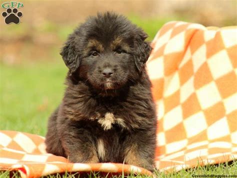 Tibetan Mastiff Puppies for Sale | Greenfield Puppies