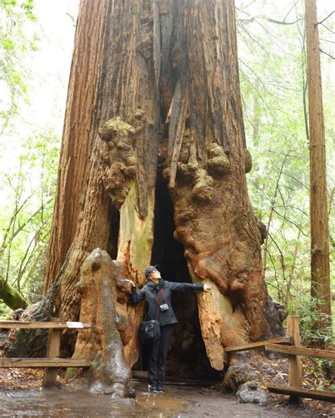 9 Reasons Muir Woods Redwoods Should Be Visited Today | Muir woods ...