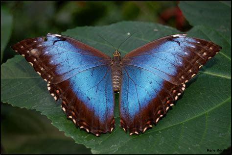 File:Blue Morpho butterfly (Morpho peleides) wings open.jpg