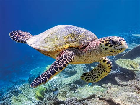 Meet the 7 Species of Sea Turtles – Scout Life magazine