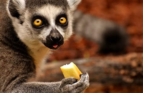 Lemur - Description, Habitat, Image, Diet, and Interesting Facts