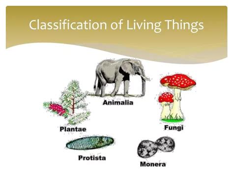 PPT - Classification of Living Things PowerPoint Presentation - ID:4068372