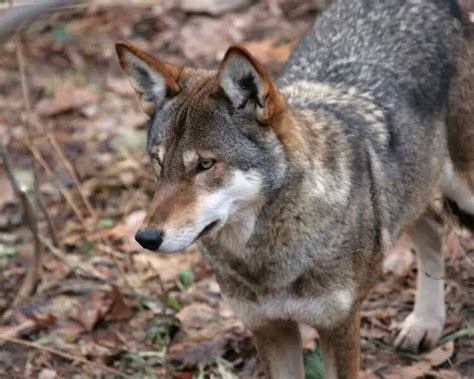 Red wolf - Facts, Diet, Habitat & Pictures on Animalia.bio