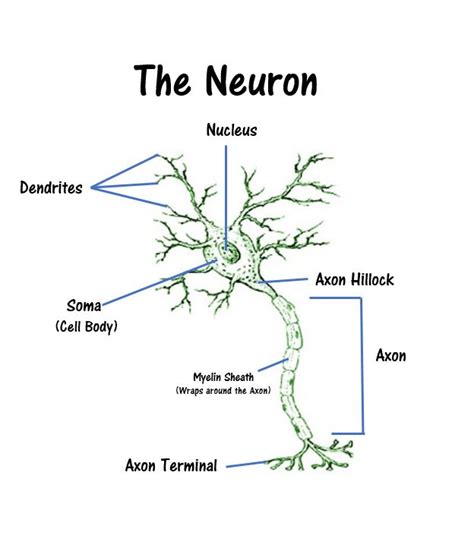 Nervous Tissue - SCIENTIST CINDY