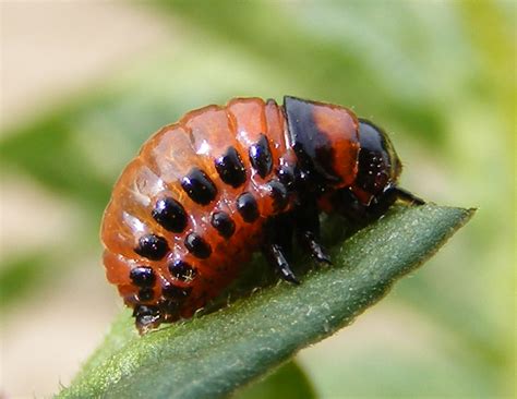 Plant-Insect Interaction: Colorado potato beetle larvae feeding on ...