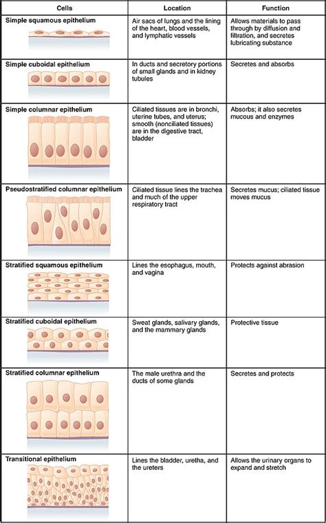 Epithelial Tissue | Definition , Types & Functions