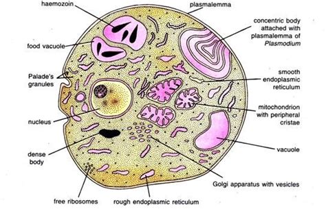 Plasmodium vivax - microbewiki