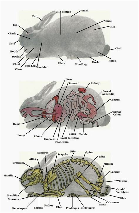 Rabbit Warren Diagram