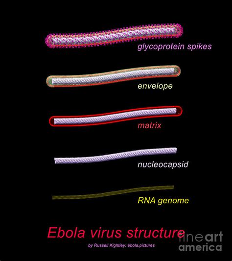 Ebola Virus Structure #1 Annotated Digital Art by Russell Kightley