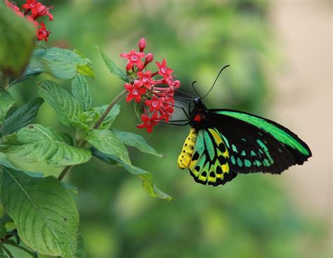 Queen Alexandra's birdwing by CosmicWhispers on DeviantArt