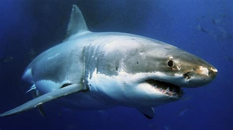 Perth fisherman captures chilling footage of white pointer shark ...