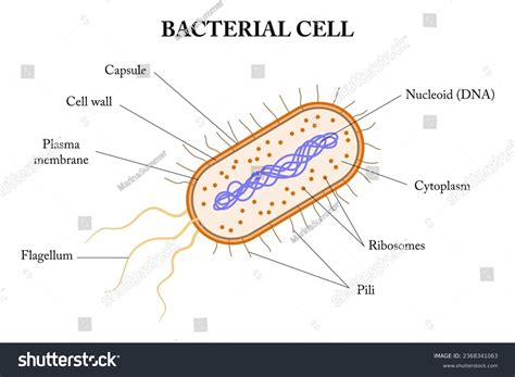 3,554 Bacteria Cell Diagram Royalty-Free Images, Stock Photos ...