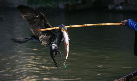 Cormorant Fishing In China Is Dying - Business Insider