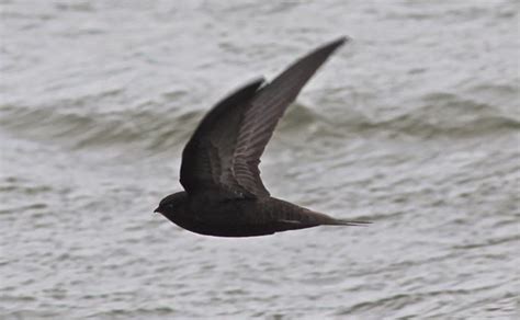 Harbour Update - posted 2nd & 3rd June 2020 - Birds of Poole Harbour