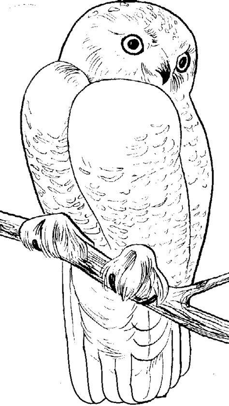 Snowy Owl coloring page - Animals Town - animals color sheet - Snowy ...