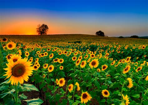 5 Sunflower Fields to See in Full Bloom