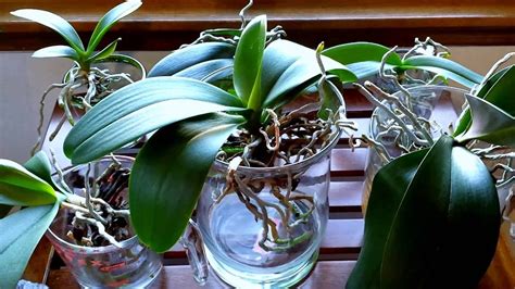 Converting your orchids to water culture. What to expect the first ...