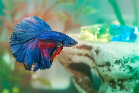 9 Common Betta Fish Myths & Misconceptions Most People Think Are True ...