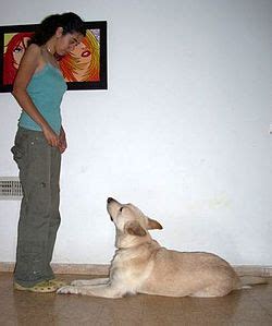 Dog training - Wikipedia