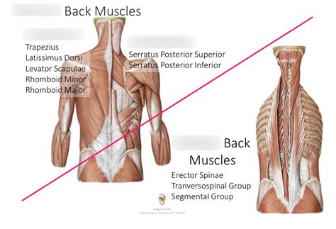 Extrinsic vs Intrinsic Back Muscles Diagram | Quizlet