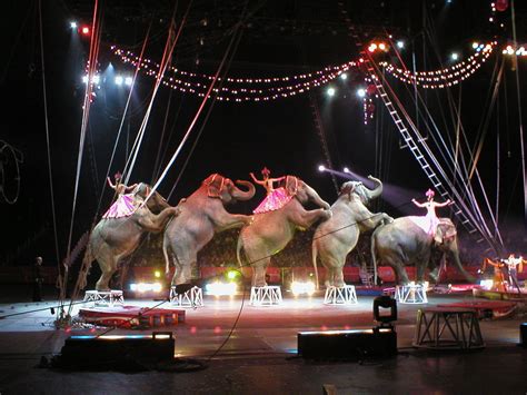 Animal Circuses: An Exhibition of Cruelty