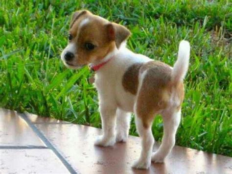 I love Chihuahua jack russel mixes (jack chi) I have one its really ...