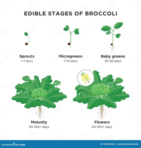 Edible Stages of Broccoli Infographic Elements in Flat Design. Broccoli ...