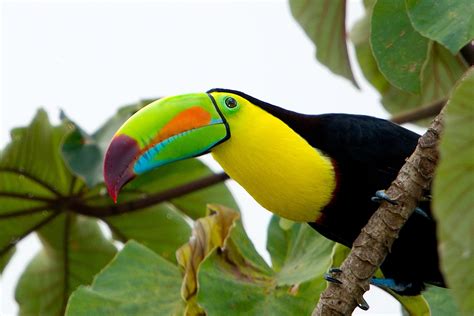 toucan, Parrot, Bird, Tropical, 2 Wallpapers HD / Desktop and Mobile ...