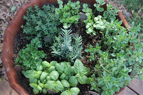 Top medicinal plants you can grow in your garden - MY UNIQUE HOME