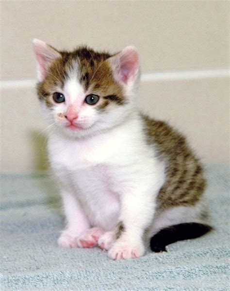 CC, The First Cloned Cat | Britannica