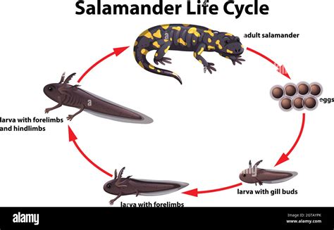 Salamander life cycle concept Stock Vector Image & Art - Alamy