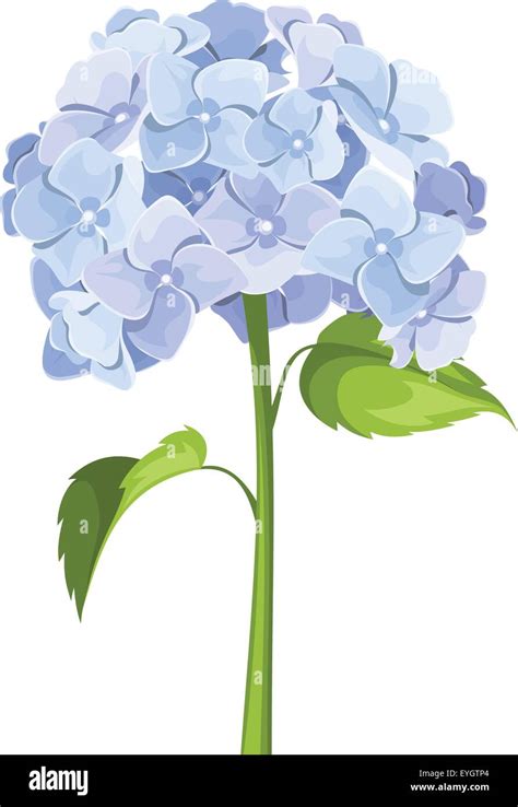 Blue hydrangea flowers. Vector illustration Stock Vector Image & Art ...